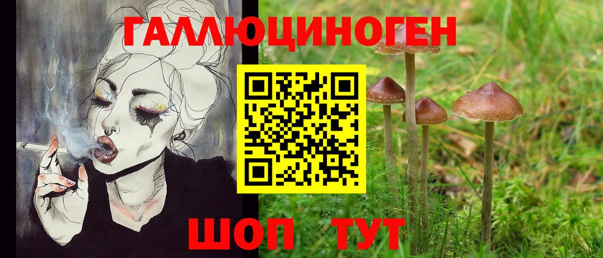 Псилоцибиновые грибы Psilocybine cubensis Курчалой