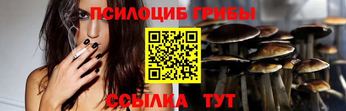 Курчалой  Галлюциногенные грибы Cubensis  Вход с VPN 